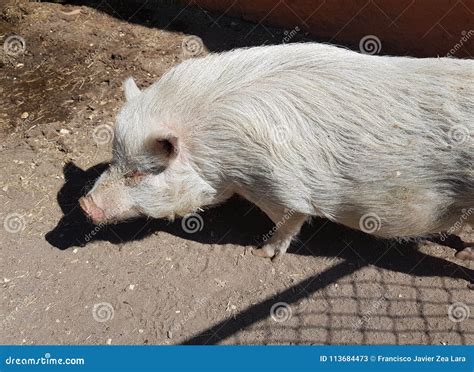 Farm pork in a zoo stock image. Image of fauna, nature - 113684473