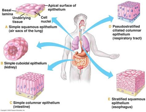 Epithelial Tissue Location In The Body | MedicineBTG.com