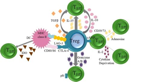 Treg Cell Therapy: A Hotspot in the Field of Immunotherapy