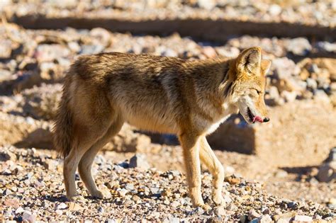 Death Valley Wildlife : California Watchable Wildlife : Death valley ...