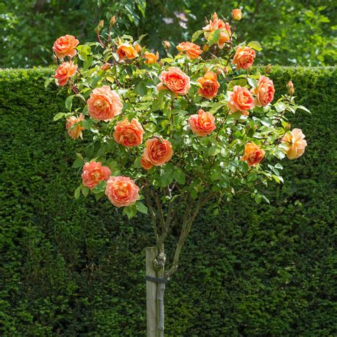 Lady of Shalott | English Standard Rose | David Austin Roses