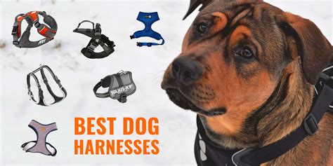 Best Dog Harnesses – Types, Reviews & Top Features