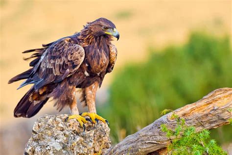 Watch an Eagle Attack A Trespassing RC Glider In Their Territory - Wiki Point