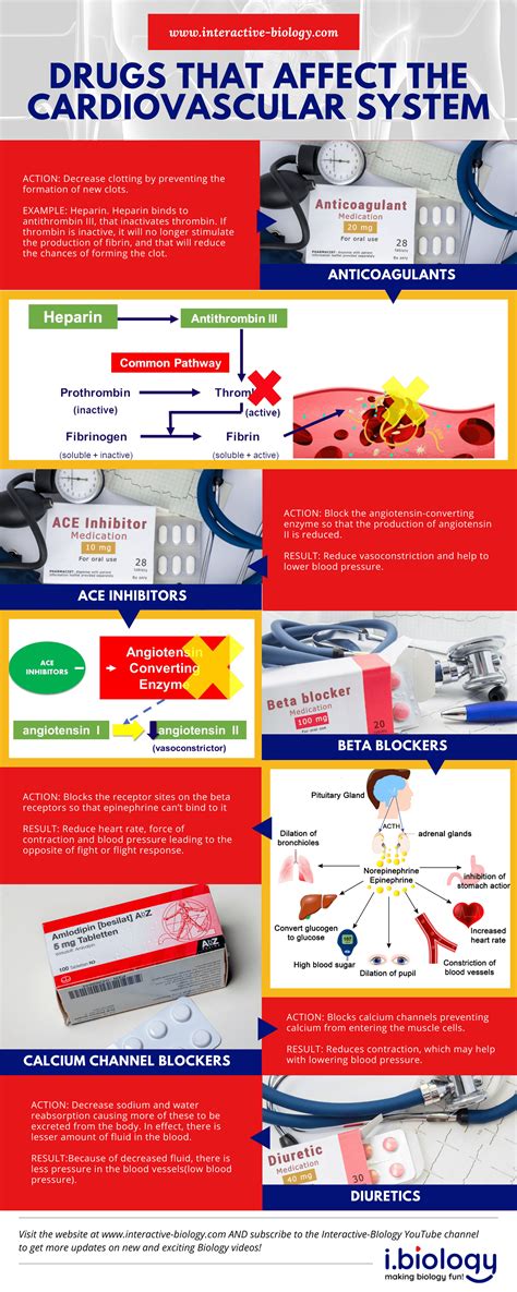 Drugs That Affect the Cardiovascular System | Interactive Biology, with Leslie Samuel