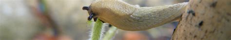 Baby slug eating juvenile sunflower - Sunflowers Tips