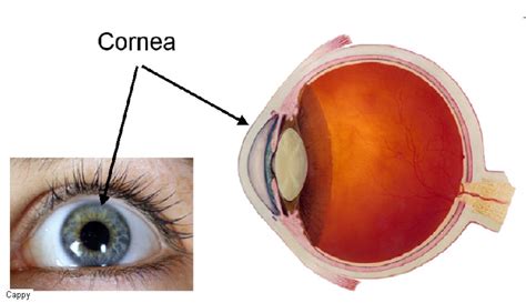 Pharma show : All Conditions of the cornea and their Causes, Epidemiology, Symptoms, Diagnosis ...