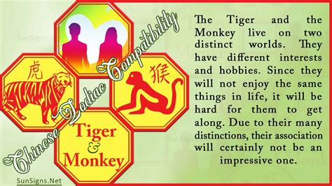 Tiger Monkey Compatibility: Similar but too Far Apart - SunSigns.Net