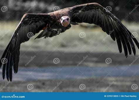 A Lappet-faced Vulture Shows Its Impressive Wingspan Stock Image - Image of lappet, impressive ...