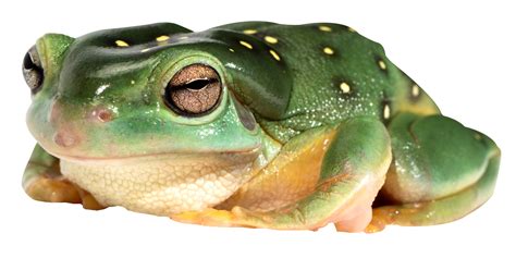 Frog PNG Image - PurePNG | Free transparent CC0 PNG Image Library