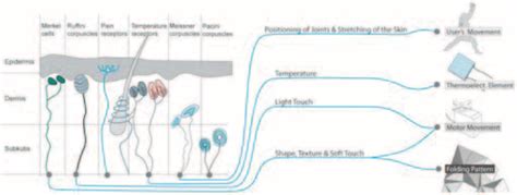 Sense Of Touch Diagram