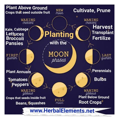 Planting By Moon Phases - Plant Ideas