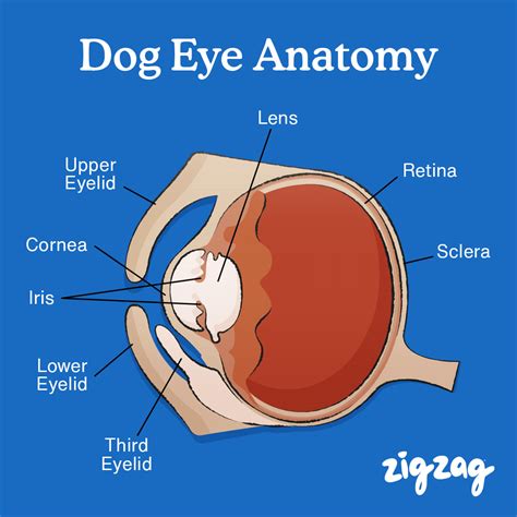 Dogs Eye Anatomy : Everything You Need To Know - Zigzag