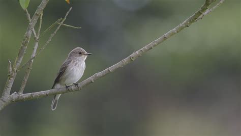 Migration blog review of 2021 | BTO - British Trust for Ornithology