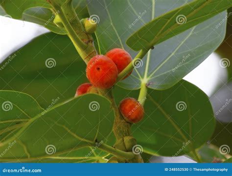 Fruits of a Banyan tree stock photo. Image of summer - 248552530