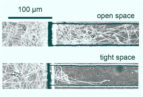 Swimming Marine Bacteria Can Make Beeline to Escape Tight Spaces: Study | Sci.News