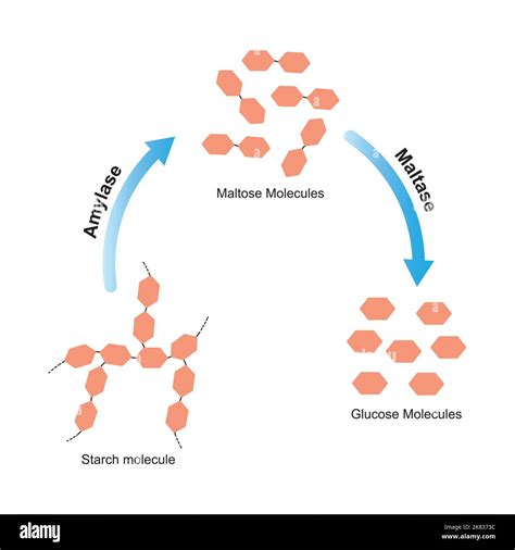 Scientific Designing of Starch Digestion. Amylase and Maltase Enzymes Effect on Starch Molecule ...