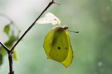 brimstone butterfly on Behance