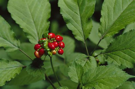 Finding and Harvesting the American Ginseng Plant