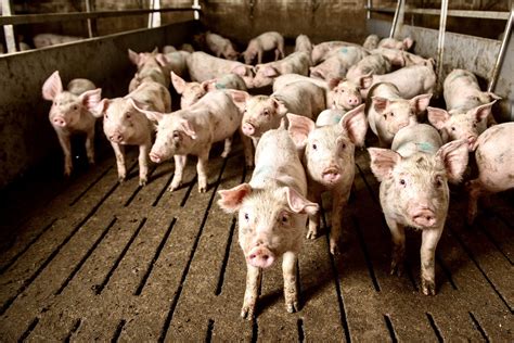 industrial pig farm - World Animal News