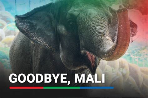 PH's lone elephant Mali has died, Manila mayor announces | ABS-CBN News