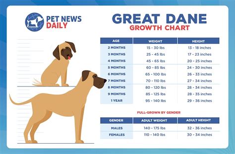 Great Dane Growth Chart