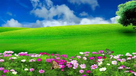 The Best Flowers Scenery Hd Photos And View | Green background video, Photoshop backgrounds ...