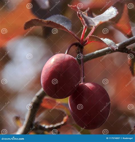 Red Leaf Plum Tree Fruit | Fruit Trees