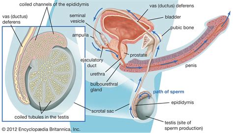 Does premature ejaculation causes mental problems?