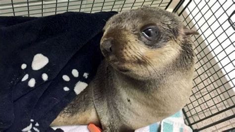 Baby seal rescued for second time in months off California coast - CBS News