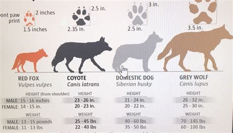 Wolf Size Chart Comparison