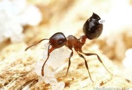 Spring Season: Acrobat Ants vs. Carpenter Ants - City Pest Control Blog