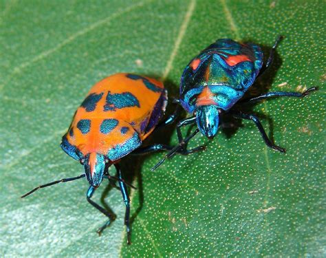 File:Cotton Harlequin Bugs.jpg - Wikimedia Commons