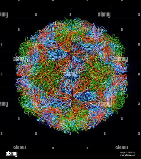 Rhinovirus. Molecular artwork showing the surface structure of a single ...