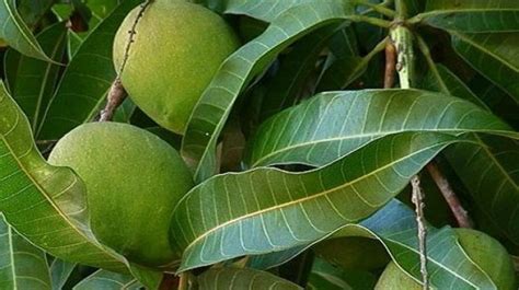 Daun Mangga untuk pewarna alami batik. Apakah bisa? - Website Kalurahan KARANGTENGAH