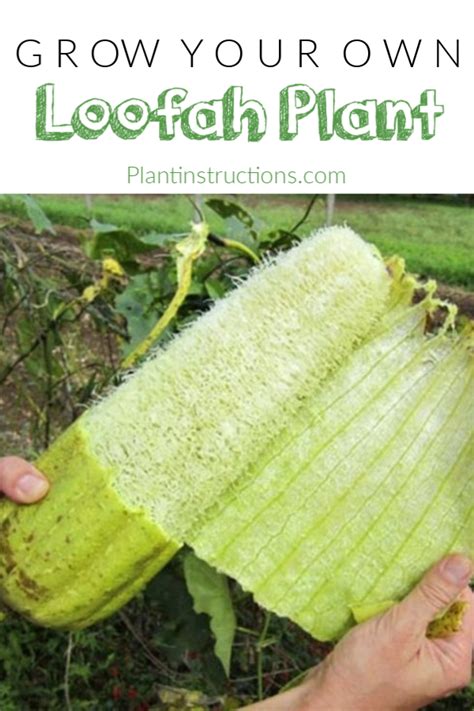 Grow Loofah Plants #loofahplant #howtogrowloofahs #plantinstructions Veggie Garden, Backyard ...