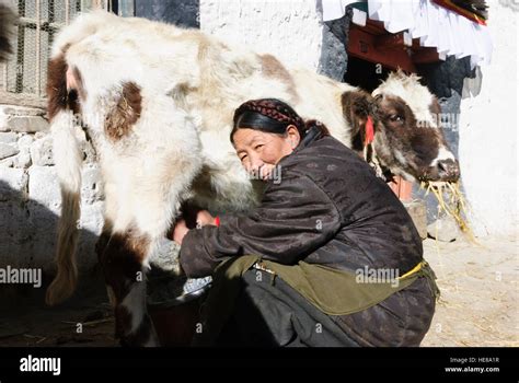 Tibetan cow hi-res stock photography and images - Alamy