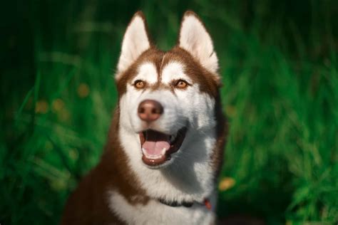 Brown Husky: Is This The Most Beautiful Husky Color?