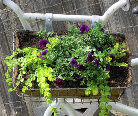 On Crooked Creek: Bicycle Basket Planter.