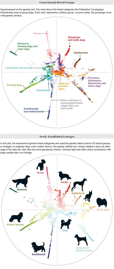 Dog Genetics Reveal Surprising Relationships among Breeds | Scientific ...