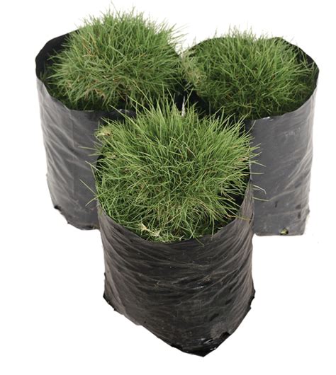 Zoysia tenuifolia • Lifestyle Home Garden Online Store