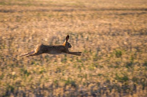 How to Treat Dandruff in Rabbits: Treatment Options That Work