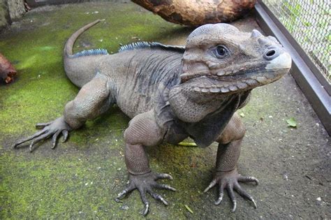 Rhino Iguana Facts, Habitat, Lifespan, Diet, with Picture