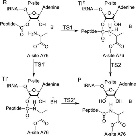 31+ Peptide Bond Diagram - LeonesseBethann