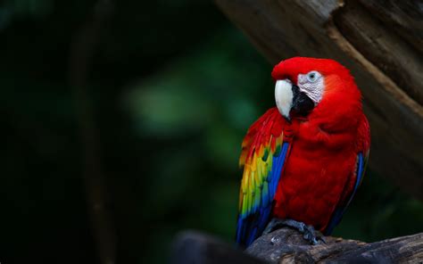 Parrot wallpaper | 2560x1600 | #46536