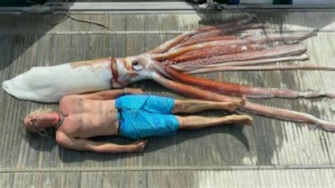 This is the giant squid found in the waters of the Canary Islands