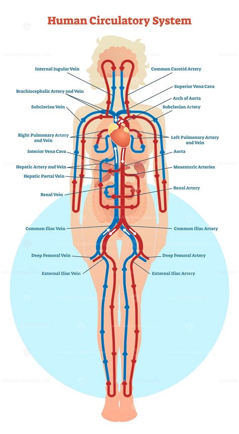 Human Arterial System Diagram