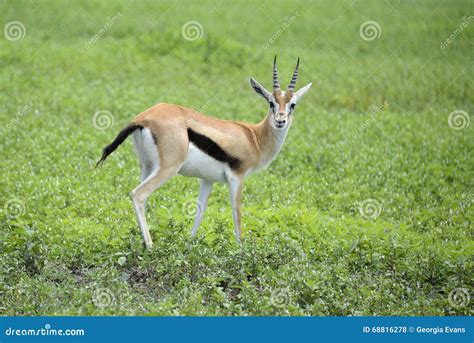 Grants Gazelle Carefully Watching for Predators Stock Photo - Image of ...