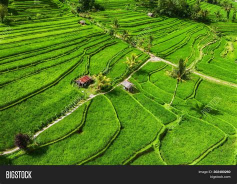 Aerial View Rice Image & Photo (Free Trial) | Bigstock