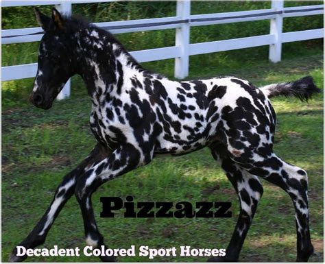 29 best Colorful Friesian Stallions at Stud images on Pinterest | Appaloosa horses, Beautiful ...