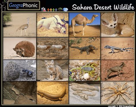 Sahara Desert Wildlife Quiz Regonize the Sahara Desert Wildlife in this ...